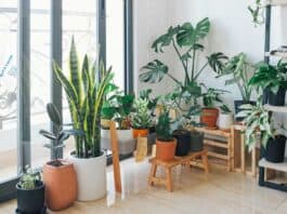 6 Reasons why houseplants are good for your well-being