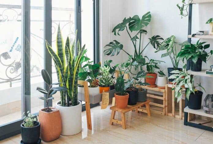 6 Reasons why houseplants are good for your well-being